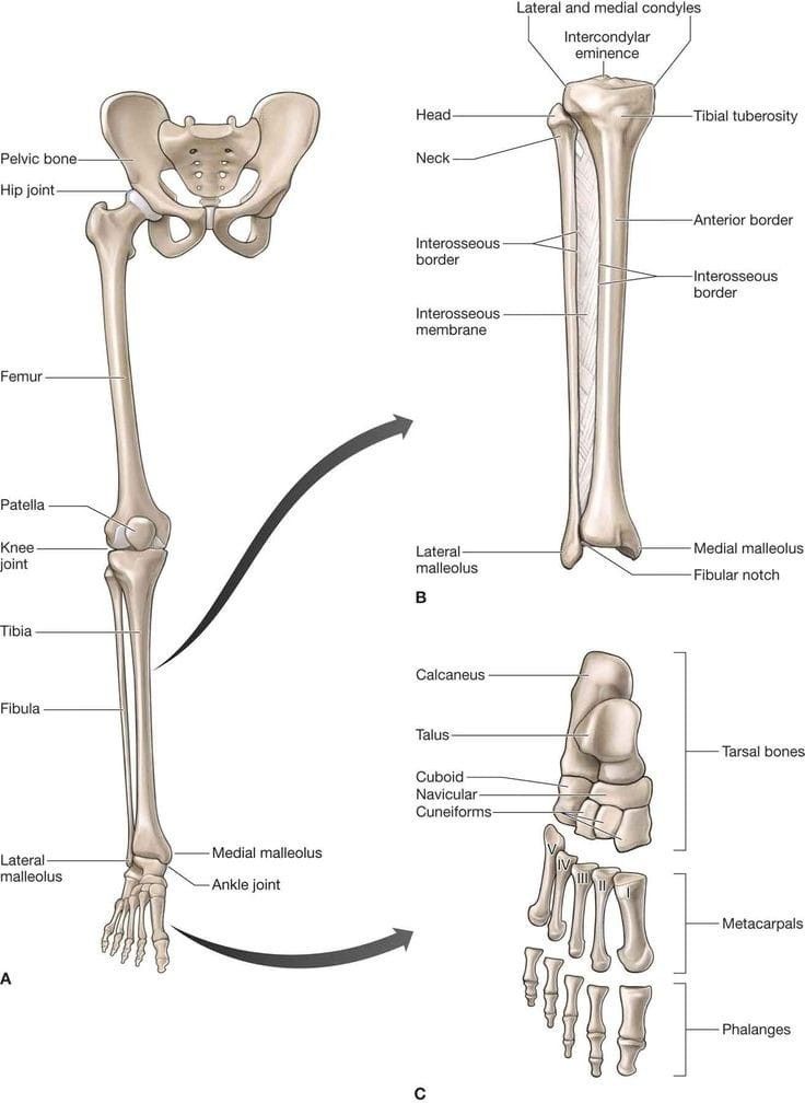 the bones and their major structures are labeled in this diagram, which shows the location of the lower limb