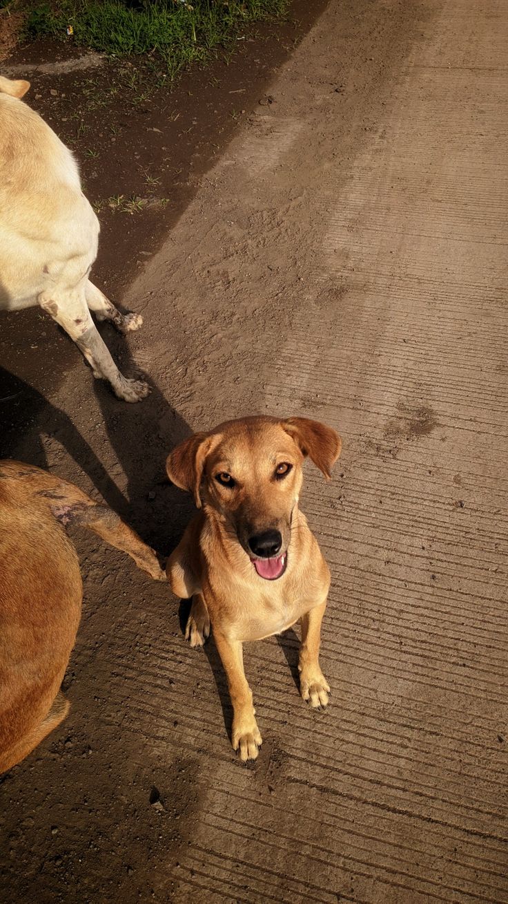 two dogs standing on the side of a road next to each other and one has its mouth open