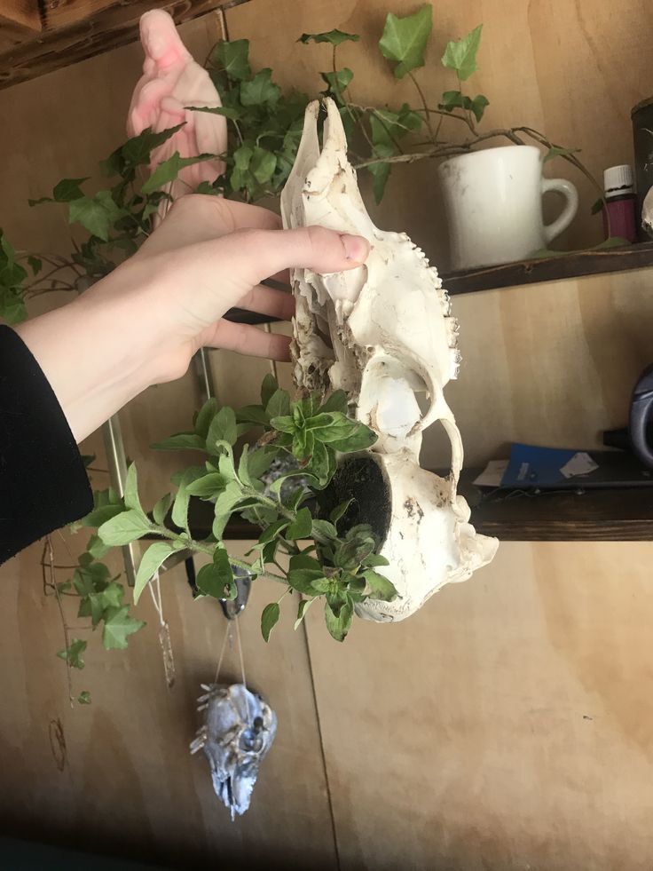 a human skull is being held up by someone's hand with plants growing out of it