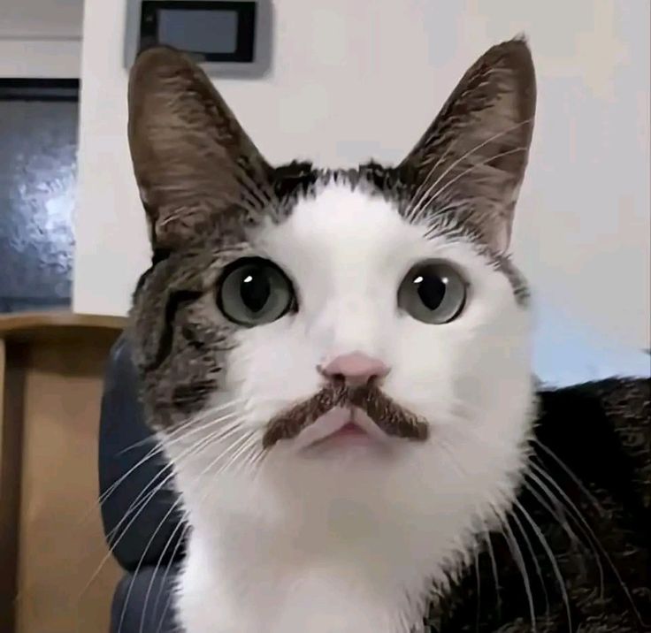 a cat with a moustache on it's face looking at the camera