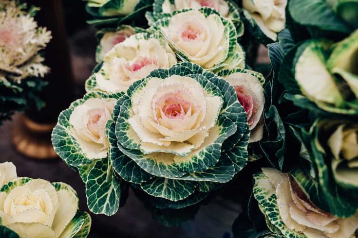 many different types of flowers with green leaves