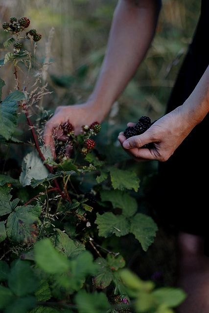 a person picking berries from a bush with their hands