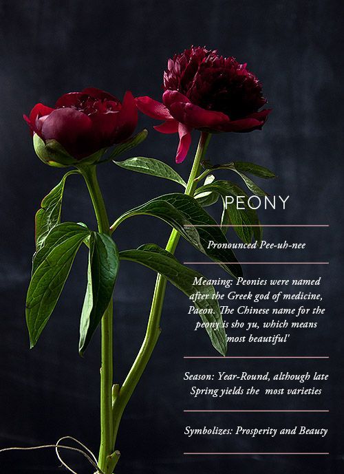 two red flowers with green leaves in front of a black background that says peony