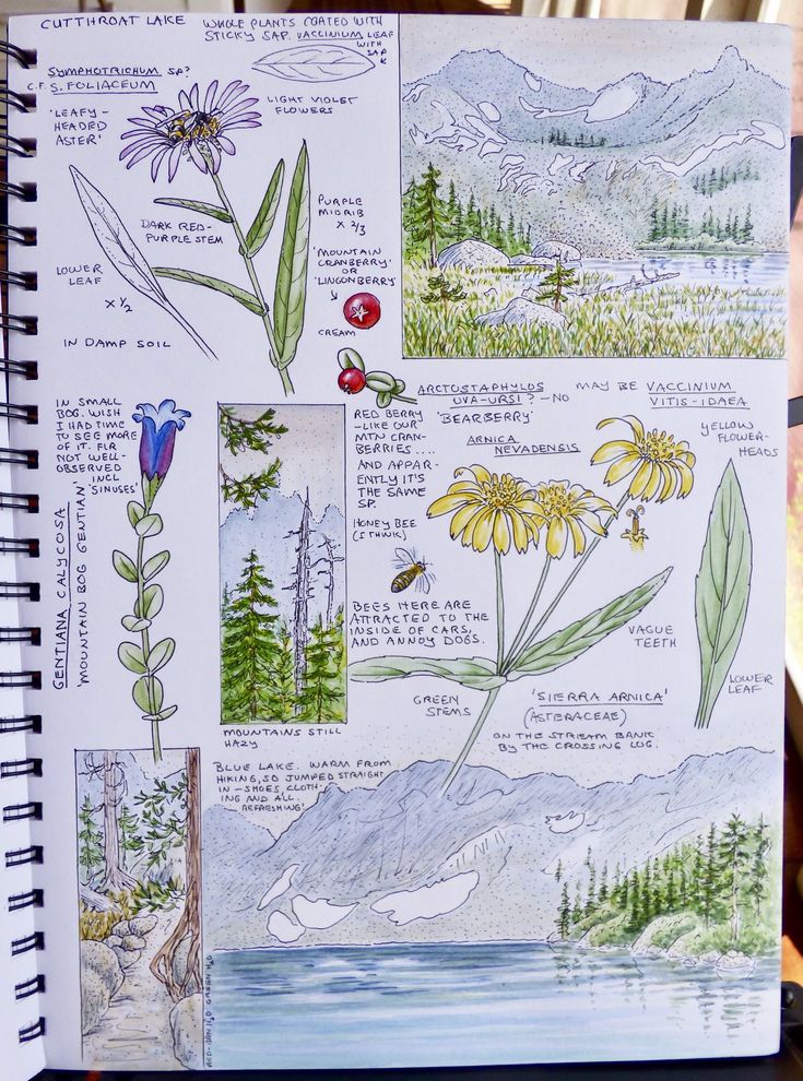 an open notebook with pictures of plants and flowers