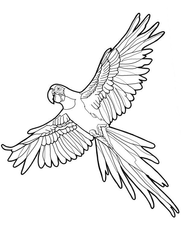 a parrot flying in the sky with its wings spread out and it is black and white