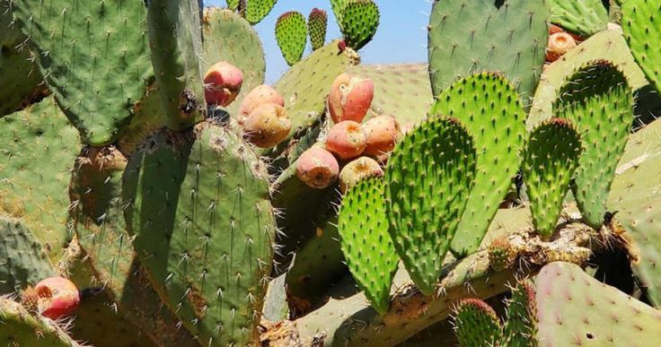 many cactus plants are growing in the desert