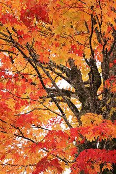 an orange and yellow tree with lots of leaves