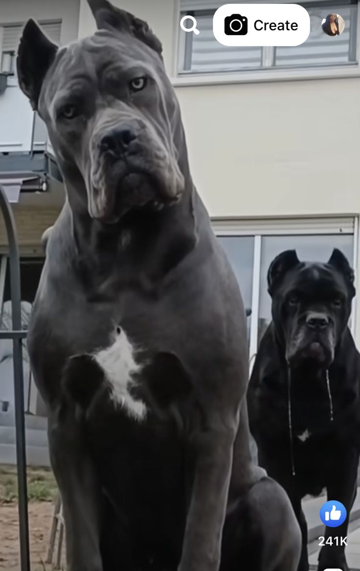 two large dogs sitting next to each other in front of a house with an instagram message