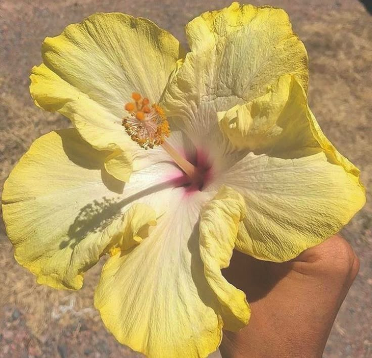 a person holding a yellow flower in their hand