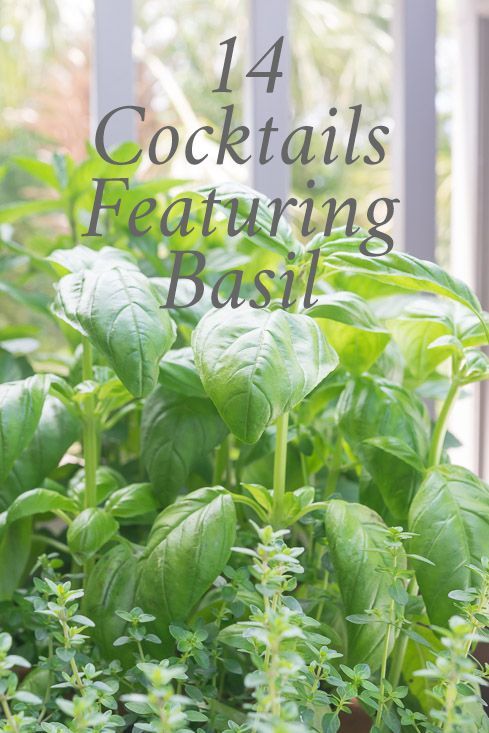 Basil Cocktail Recipes, Basil Cocktails, Strawberry Basil Sangria, Basil Drinks, Strawberry Basil Margarita, Food Recipes Vegetarian, Basil Cocktail, Strawberry Sangria, Mango Cocktail