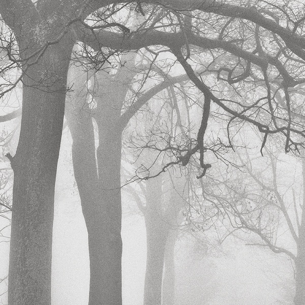 trees in the fog with no leaves on them and one person walking down the road