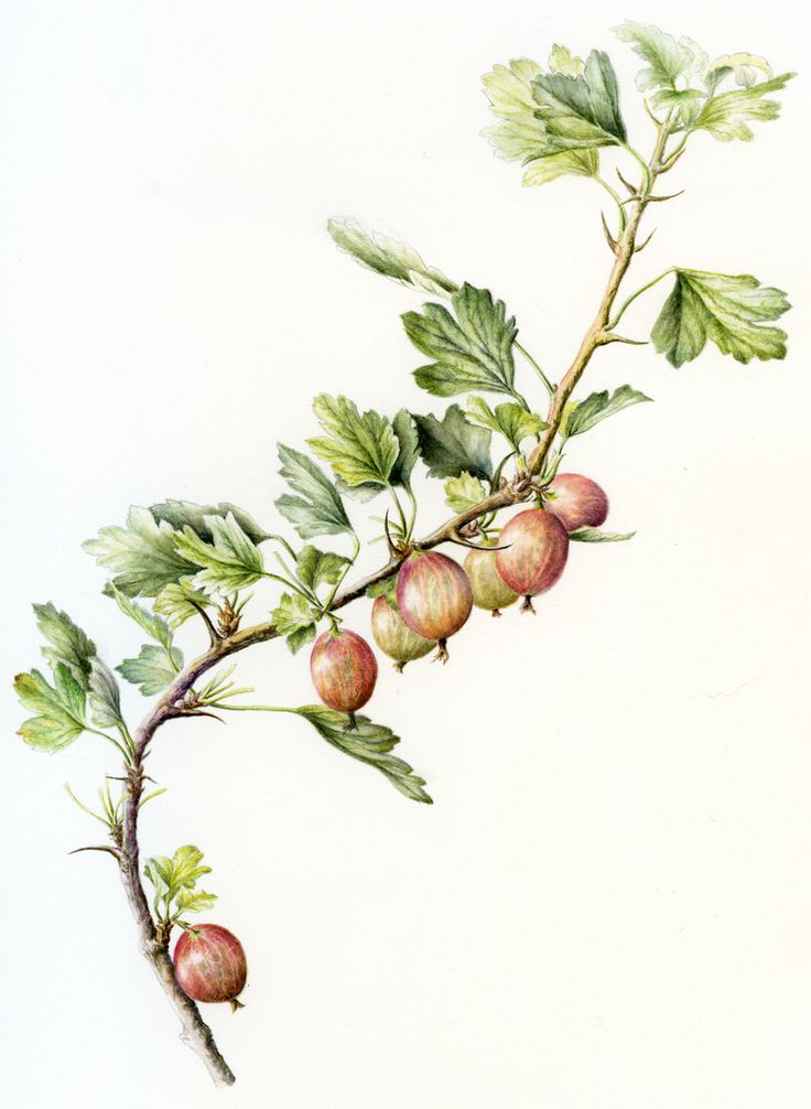 a drawing of some fruit on a branch with leaves and berries hanging from it's stems