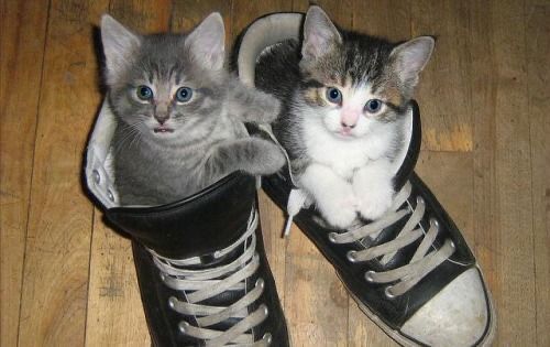 two kittens are sitting in sneakers on the floor