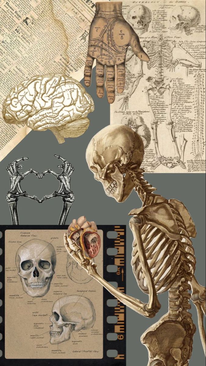 an image of a skeleton with different parts in front of it, including the human body and