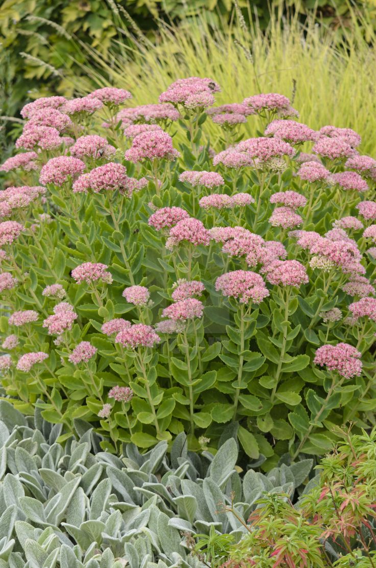 pink flowers and green plants in a garden