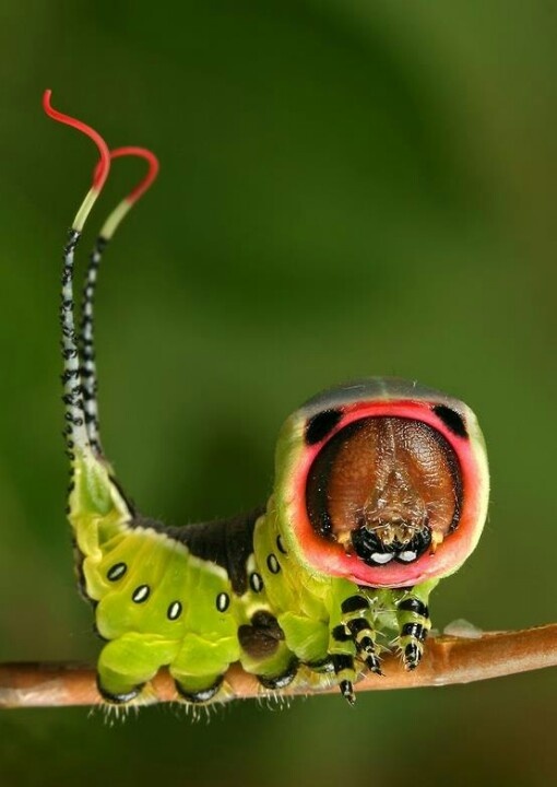 a caterpillar is hanging upside down on a branch