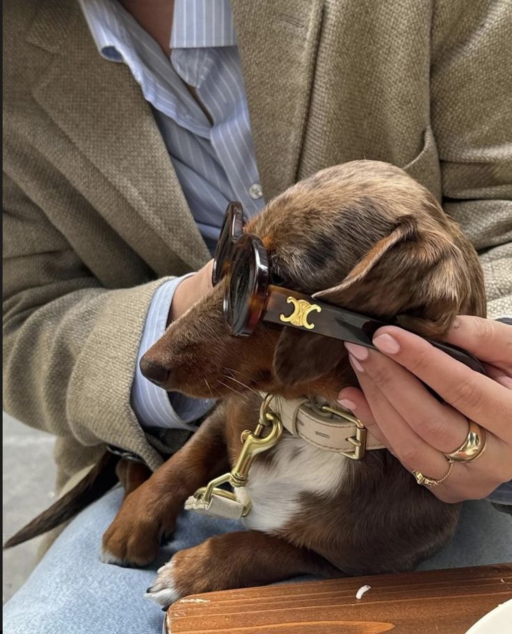 a person holding a small dog wearing sunglasses