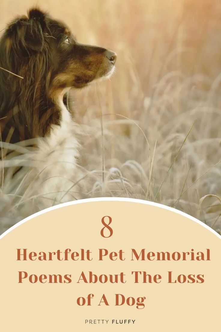 Dog Passing Poem, Pet Sympathy Quotes, Pet Poems, Pet Loss Dog, Pet Psychic, Dog Poems, Memorial Ideas, Dog Loss, Pet People