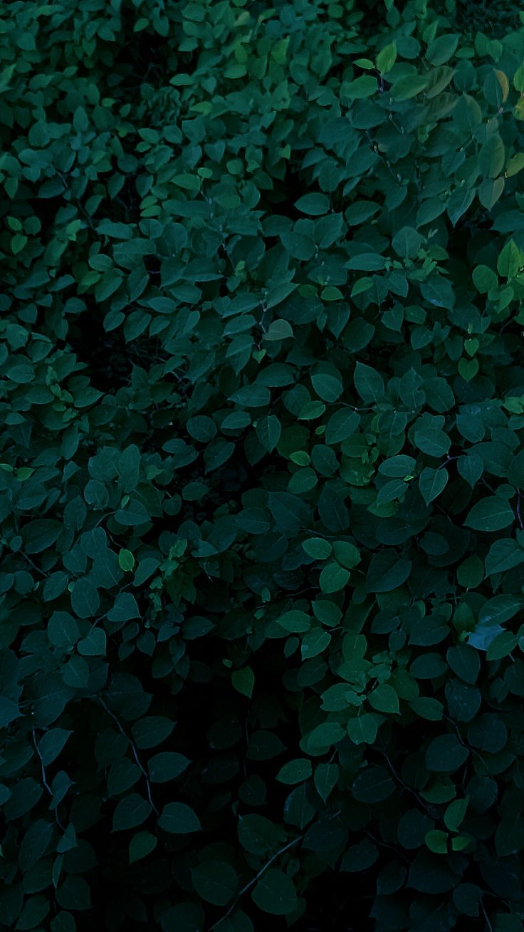 a red fire hydrant sitting in the middle of a lush green forest filled with leaves