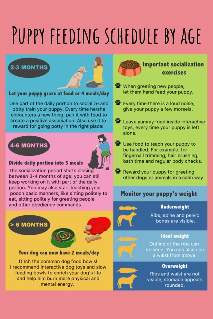 the puppy feeding schedule is shown in this graphic style, with instructions for how to use it