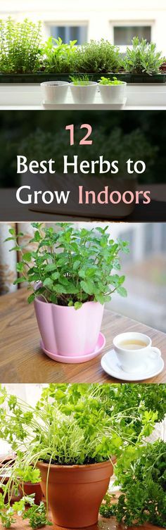 some plants that are growing in pots on a table with the words, 12 best herbs to grow indoors