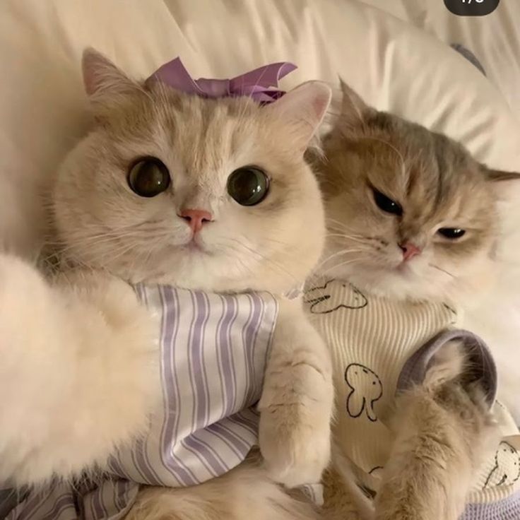 two cats laying next to each other on a bed