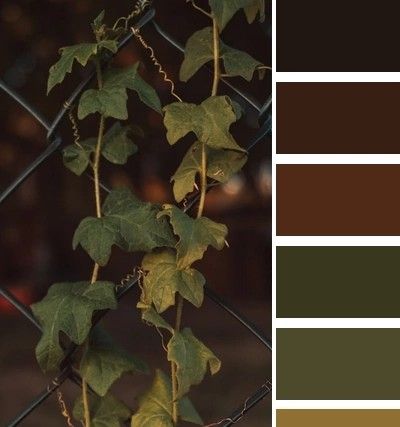 an image of a plant growing on a fence with color swatches in the background