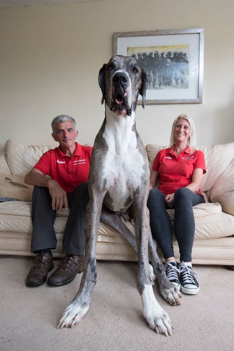 a large dog sitting on top of a couch next to two people in red shirts