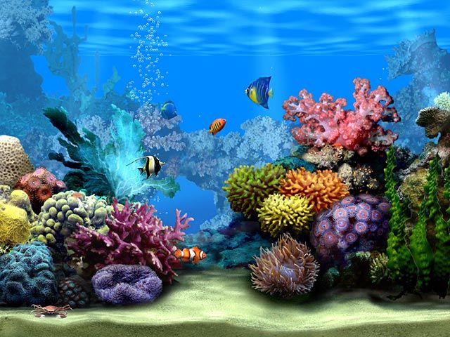 a desktop computer screen with an image of corals and other marine life on it