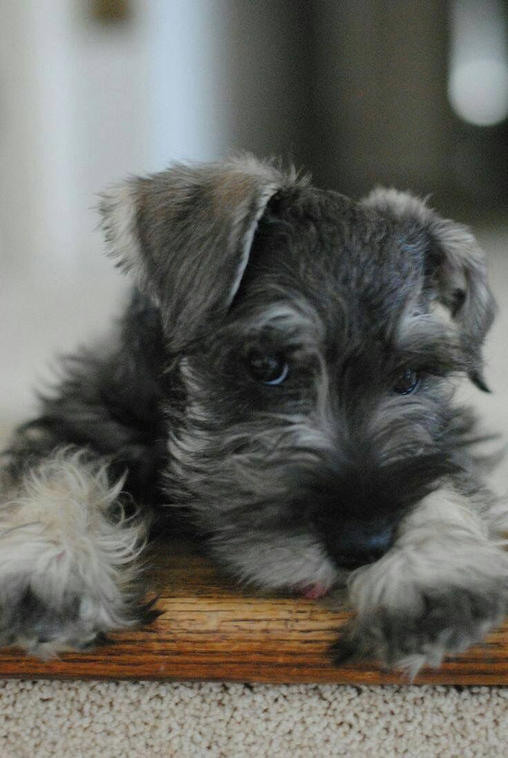 a small gray dog laying on top of a wooden floor next to a carpeted floor