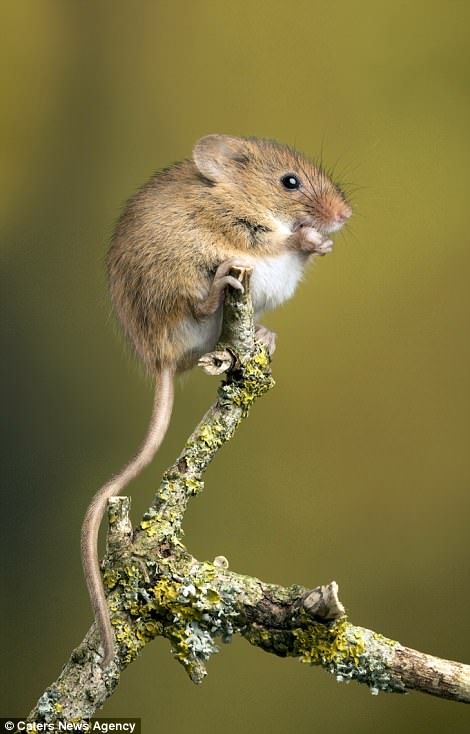 a small mouse sitting on top of a tree branch