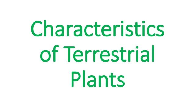 the words characteristics of terrestrial plants are shown in green and white letters on a white background