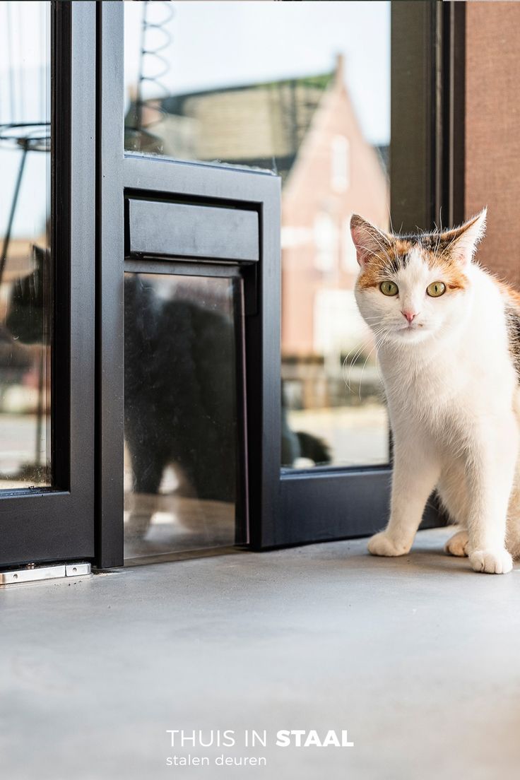 a white and orange cat standing in front of a door