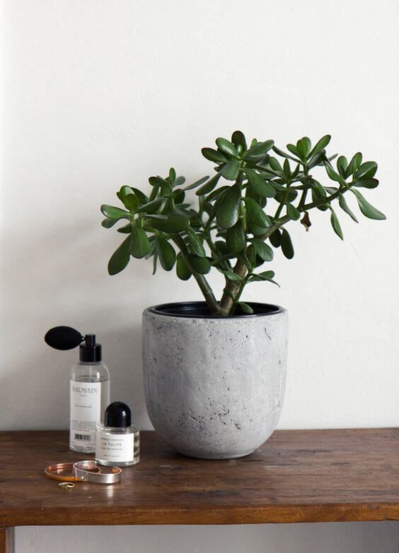 a potted plant sitting on top of a wooden table next to a bottle of lotion