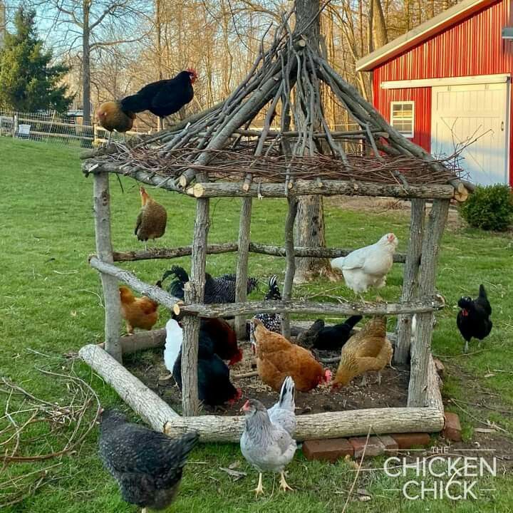 chickens and roosters are gathered around a chicken coop