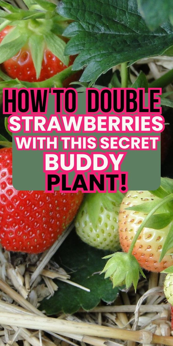 strawberries with text overlay how to double strawberries with this secret buddy plant