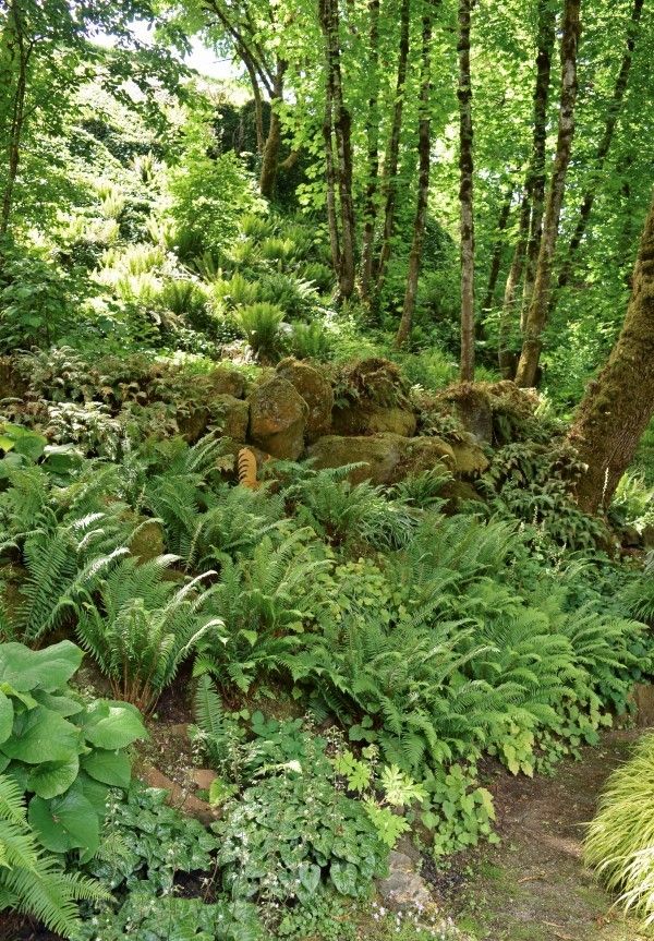 a lush green forest filled with lots of trees and plants on top of a hill