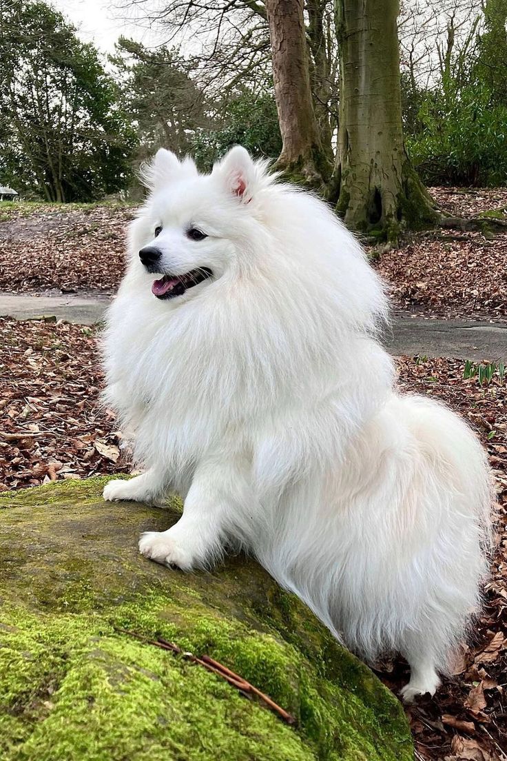 Japanese spitz fluffy dogs & aesthetic dogs standing outside in the forest. Japanese spitz, small dog breeds, dogs, dog lovers, fluffy dogs, aesthetic dogs Fluffy Small Dogs, Spitz Dog Breeds, Japanese Spitz Puppy, Japanese Spitz Dog, Service Dogs Breeds, White Fluffy Dog, Fluffy Dog Breeds, Calm Dog Breeds, Japanese Dog Breeds