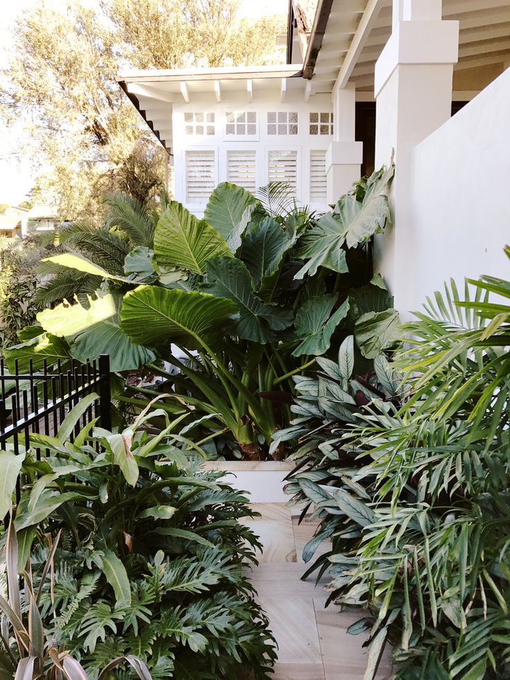 there are many tropical plants in the garden next to the house with white shutters