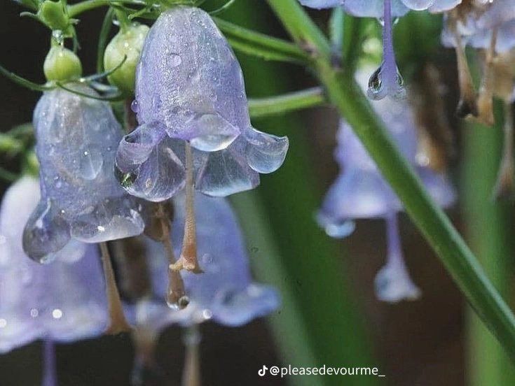 purple flowers with drops of water on them