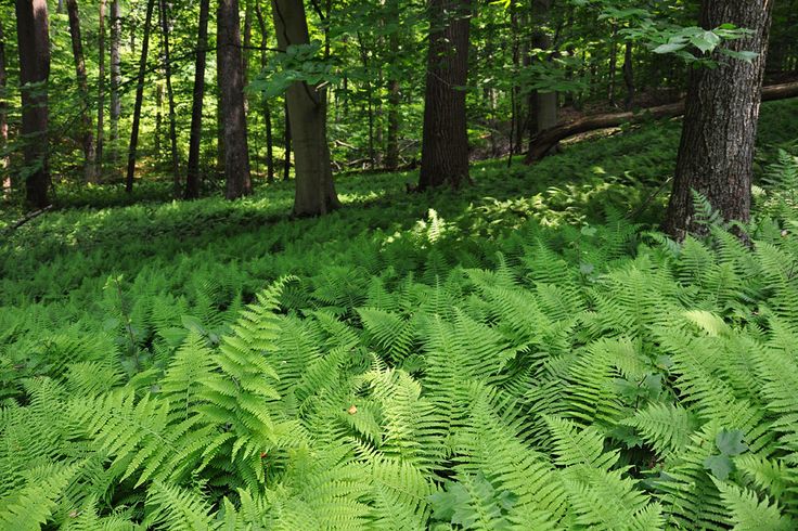 a lush green forest filled with lots of trees and ferns covered in leaves on the ground