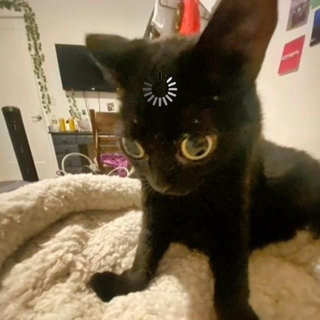 a black cat sitting on top of a bed covered in white blankets and looking at the camera