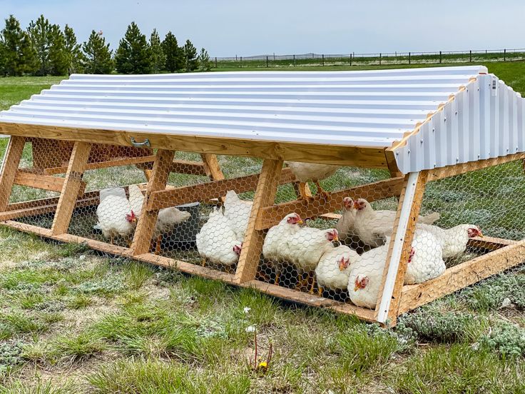 several chickens in a chicken coop on the side of a field with a metal roof