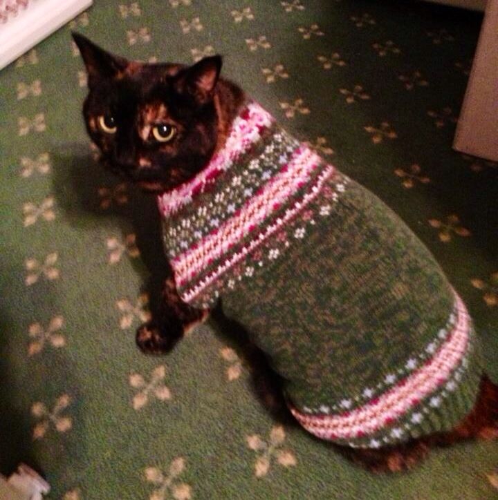 a cat wearing a sweater sitting on the floor