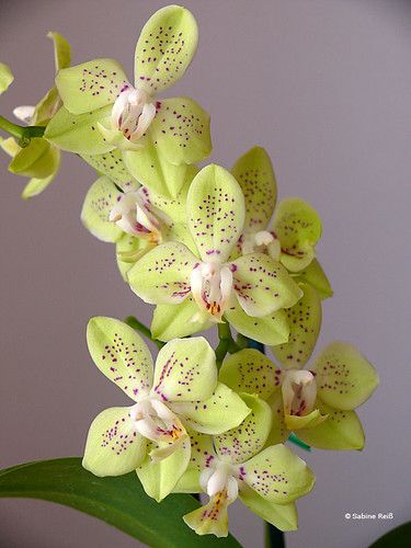 green and white orchids are blooming in a vase