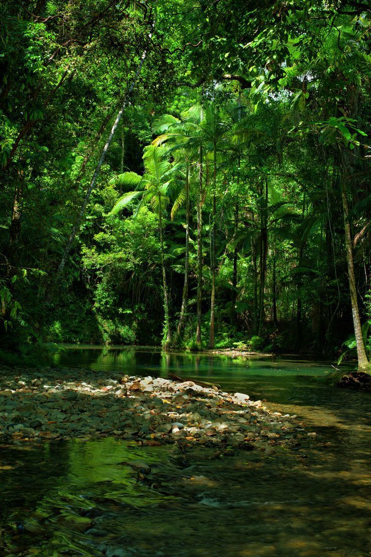 a river running through a forest filled with lots of green plants and trees on top of it