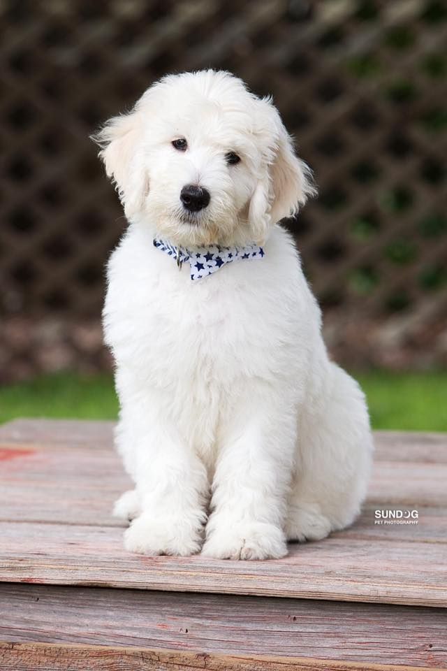 a small white dog sitting on top of a wooden table