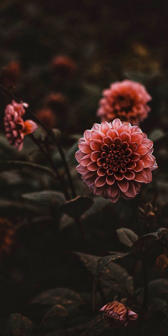 some pink flowers are in the middle of green leaves and brown plants with dark background