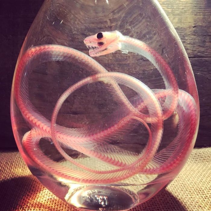 a glass vase with a snake in it