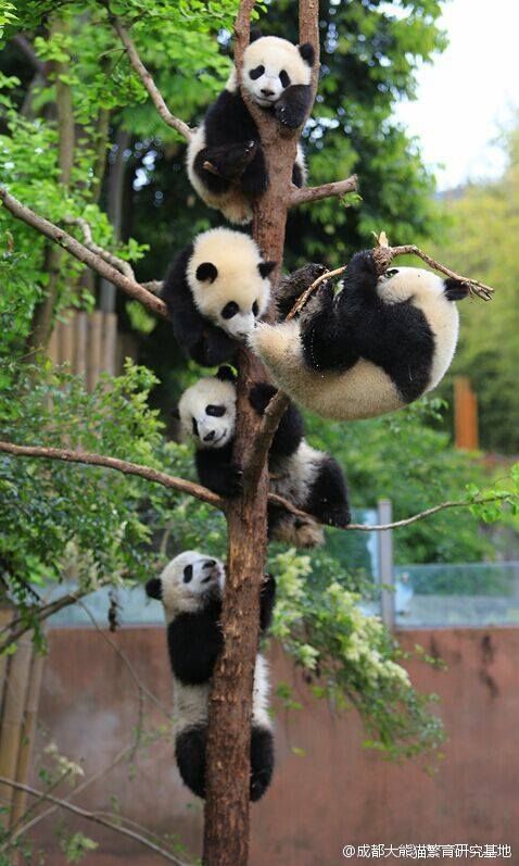 several panda bears climbing up and down a tree